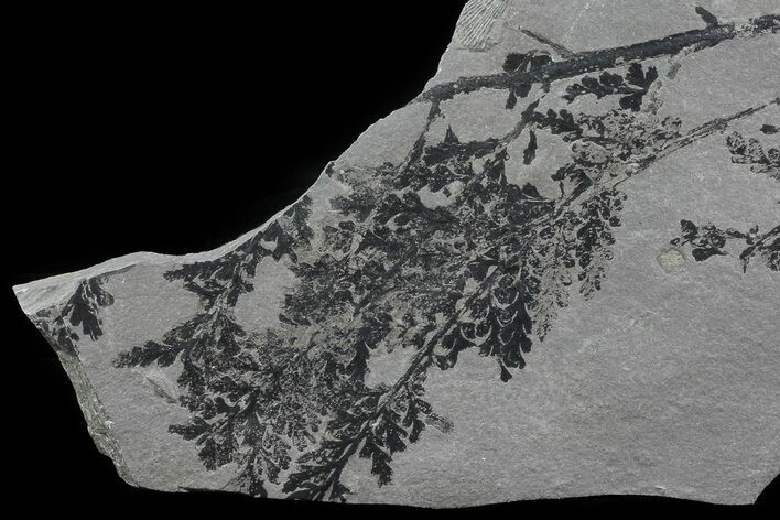 Pennsylvanian Fossil Plant Plate - Kinney Quarry, NM #80460